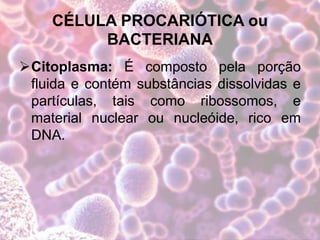 CÉLULA PROCARIÓTICA ou
BACTERIANA
Citoplasma: É composto pela porção
fluida e contém substâncias dissolvidas e
partículas, tais como ribossomos, e
material nuclear ou nucleóide, rico em
DNA.
 