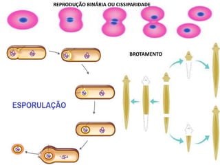 REPRODUÇÃO BINÁRIA OU CISSIPARIDADE
BROTAMENTO
 