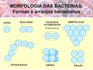 MORFOLOGIA DAS BACTÉRIAS:
Formas e arranjos bacterianos
 