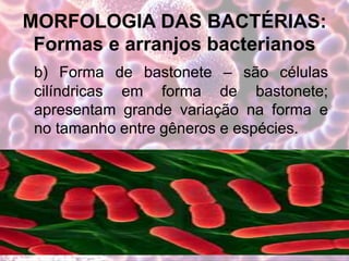 MORFOLOGIA DAS BACTÉRIAS:
Formas e arranjos bacterianos
b) Forma de bastonete – são células
cilíndricas em forma de bastonete;
apresentam grande variação na forma e
no tamanho entre gêneros e espécies.
 