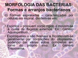 MORFOLOGIA DAS BACTÉRIAS:
Formas e arranjos bacterianos
c) Formas espiraladas – caracterizadas por
células em espiral; dividem-se em:
• Espirilos – possuem corpo rígido e movem-se
à custa de flagelos externos. Ex.: Gênero
Aquaspirillium.
• Espiroquetas – são flexíveis e locomovem-se
geralmente por contrações do citoplasma,
podendo dar várias voltas completas em
torno do próprio eixo. Ex.: Gênero
Treponema.
 