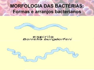 MORFOLOGIA DAS BACTÉRIAS:
Formas e arranjos bacterianos
 