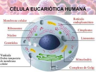 CÉLULA EUCARIÓTICA HUMANA
 