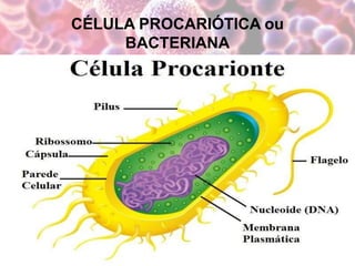 CÉLULA PROCARIÓTICA ou
BACTERIANA
 