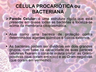 CÉLULA PROCARIÓTICA ou
BACTERIANA
 Parede Celular: é uma estrutura rígida que está
presente em quase todas as bactérias e localiza-se
acima da membrana citoplasmática.
 Atua como uma barreira de proteção contra
determinados agentes químicos e físicos externos.
 As bactérias podem ser divididas em dois grandes
grupos, com base na capacidade de suas paredes
celulares fixarem o corante violeta cristal: as Gram-
positivas (que coram em roxo) e as Gram-negativas
(que coram em vermelho).
 