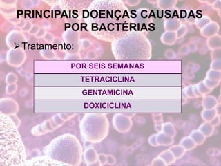PRINCIPAIS DOENÇAS CAUSADAS
POR BACTÉRIAS
Tratamento:
POR SEIS SEMANAS
TETRACICLINA
GENTAMICINA
DOXICICLINA
 