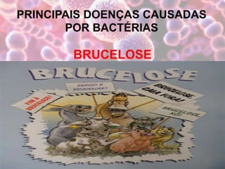 PRINCIPAIS DOENÇAS CAUSADAS
POR BACTÉRIAS
BRUCELOSE
 