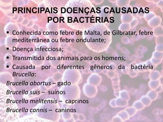 PRINCIPAIS DOENÇAS CAUSADAS
POR BACTÉRIAS
 Conhecida como febre de Malta, de Gilbratar, febre
mediterrânea ou febre ondulante;
 Doença infecciosa;
 Transmitida dos animais para os homens;
 Causada por diferentes gêneros da bactéria
Brucella:
Brucella abortus – gado
Brucella suis – suínos
Brucella melitensis – caprinos
Brucella cannis – caninos
 