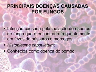 PRINCIPAIS DOENÇAS CAUSADAS
POR FUNGOS
 Infecção causada pela inalação de esporos
de fungo que é encontrado frequentemente
em fezes de pássaros e morcegos;
 Histoplasma capsulatum;
 Conhecida como doença do pombo.
 