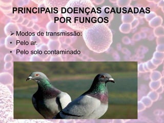PRINCIPAIS DOENÇAS CAUSADAS
POR FUNGOS
 Modos de transmissão:
• Pelo ar.
• Pelo solo contaminado
 