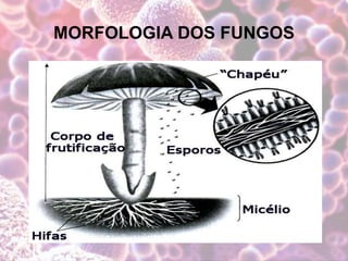 MORFOLOGIA DOS FUNGOS
 