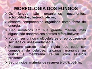 MORFOLOGIA DOS FUNGOS
 Os fungos são organismos eucariontes,
aclorofilados, heterotróficos;
 absorve componentes orgânicos como fonte de
energia;
 São aeróbicos em sua grande maioria, mas
alguns são anaeróbicos estritos e facultativos;
 Podem ser uni ou multicelulares e reproduzem-se
sexuada ou assexuadamente;
 Possuem parede celular rígida que pode ser
composta de celulose, glicanas, mananas ou
quitina e membrana celular com esteróis
presentes;
 Seu principal material de reserva é o glicogênio.
 
