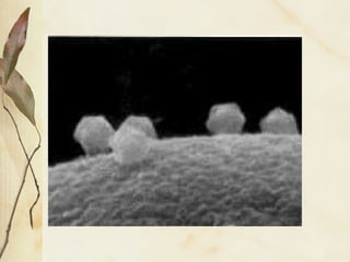 1000 micra 10-7
metro
 