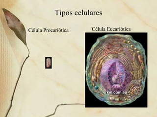 Tipos celulares
Célula Procariótica Célula Eucariótica
 