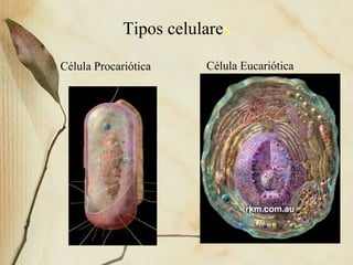 Tipos celulares
Célula Procariótica Célula Eucariótica
 