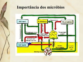 Importância dos micróbios
 