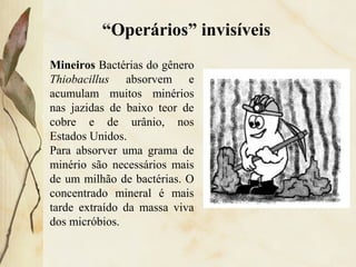 “Operários” invisíveis
Mineiros Bactérias do gênero
Thiobacillus absorvem e
acumulam muitos minérios
nas jazidas de baixo teor de
cobre e de urânio, nos
Estados Unidos.
Para absorver uma grama de
minério são necessários mais
de um milhão de bactérias. O
concentrado mineral é mais
tarde extraído da massa viva
dos micróbios.
 