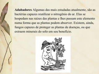 Adubadores Algumas das mais estudadas atualmente, são as
bactérias capazes reutilizar o nitrogênio do ar. Elas se
hospedam nas raízes das plantas e lhes passam este elemento
numa forma que as plantas podem absorver. Existem, ainda,
fungos capazes de proteger as plantas de doenças, ou que
extraem minerais do solo em seu benefício.
 