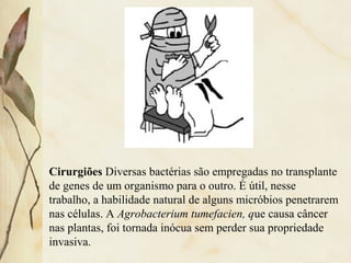 Cirurgiões Diversas bactérias são empregadas no transplante
de genes de um organismo para o outro. É útil, nesse
trabalho, a habilidade natural de alguns micróbios penetrarem
nas células. A Agrobacterium tumefacien, que causa câncer
nas plantas, foi tornada inócua sem perder sua propriedade
invasiva.
 