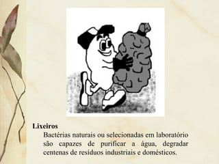 Lixeiros
Bactérias naturais ou selecionadas em laboratório
são capazes de purificar a água, degradar
centenas de resíduos industriais e domésticos.
 
