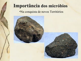 –Micróbios que vivem em habitats de condições extremas,
em nosso planeta, podem fornecer subsídios para a
construção de modelos de ecossistemas não terrestres.
•Na conquista de novos Territórios
Importância dos micróbios
 