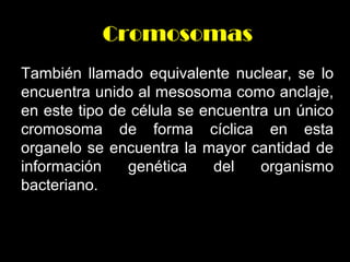 Cromosomas
También llamado equivalente nuclear, se lo
encuentra unido al mesosoma como anclaje,
en este tipo de célula se encuentra un único
cromosoma de forma cíclica en esta
organelo se encuentra la mayor cantidad de
información
genética
del
organismo
bacteriano.

 