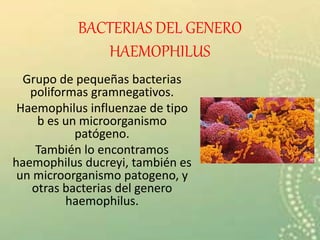 BACTERIAS DEL GENERO
HAEMOPHILUS
Grupo de pequeñas bacterias
poliformas gramnegativos.
Haemophilus influenzae de tipo
b es un microorganismo
patógeno.
También lo encontramos
haemophilus ducreyi, también es
un microorganismo patogeno, y
otras bacterias del genero
haemophilus.
 