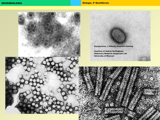 Biología. 2º BachilleratoMICROBIOLOGÍA
 