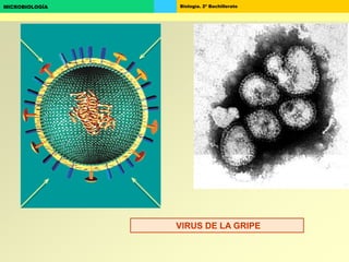 Biología. 2º BachilleratoMICROBIOLOGÍA
VIRUS DE LA GRIPE
 