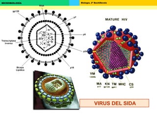 Biología. 2º BachilleratoMICROBIOLOGÍA
VIRUS DEL SIDA
 