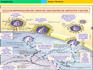 Biología. 2º BachilleratoMICROBIOLOGÍA
CICLO DE REPRODUCCIÓN DEL VIRUS DEL SIDA DENTRO DE LINFOCITOS T-HELPER
1) el virus se
adhiere a linfocitos
T-helper
2) Las membranas
virales y celulares se
fusionan
3) la cápsida se
desmonta
liberando su RNA y
enzimas viricos
4) las
transcriptasas
inversas copian el
RNA vírico
pasándolo a DNA
5) Integrasas víricas
integran el DNA vírico en el
genoma del linfocito
6) La célula transcribe el
DNA vírico en RNA vírico
que sale del núcleo.
7) El RNA vírico utiliza los ribosomas
del linfocito para sintetizar
polipéptidos víricos
8) Las
proteasas
víricas
rompen los
polipéptidos
en unidades
mas pequeñas
10)Cientos de viriones
salen rodeándose de m.p.
del linfocito e infectando
de nuevo a otros
linfocitos
9 Ensamblaje de
capsómeros para
formar la cápida
que rdea al RNA
vírico
 