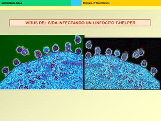 Biología. 2º BachilleratoMICROBIOLOGÍA
VIRUS DEL SIDA INFECTANDO UN LINFOCITO T-HELPER
 