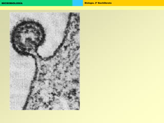 Biología. 2º BachilleratoMICROBIOLOGÍA
 