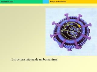Biología. 2º BachilleratoMICROBIOLOGÍA
Estructura interna de un bornavirus
 