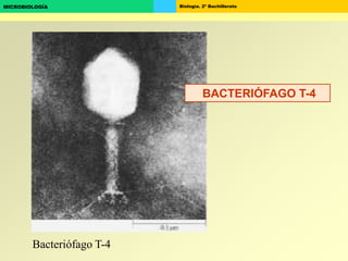 Biología. 2º BachilleratoMICROBIOLOGÍA
Bacteriófago T-4
BACTERIÓFAGO T-4
 
