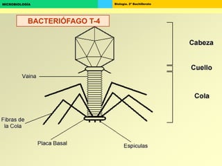 Biología. 2º BachilleratoMICROBIOLOGÍA
BACTERIÓFAGO T-4
 