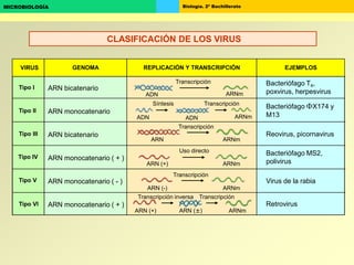Biología. 2º BachilleratoMICROBIOLOGÍA
Tipo I
Tipo VI ARN monocatenario ( + )
ARN bicatenario
VIRUS GENOMA REPLICACIÓN Y TRANSCRIPCIÓN EJEMPLOS
Retrovirus
ARN (+) ARN (±) ARNm
Transcripción inversa Transcripción
ARN monocatenario ( + )
Bacteriófago MS2,
polivirus
Tipo III
Tipo II
Tipo V ARN monocatenario ( - )
ARN monocatenario
ARN bicatenario
Bacteriófago T4,
poxvirus, herpesvirus
Bacteriófago X174 y
M13
Reovirus, picornavirus
Virus de la rabia
Transcripción
Síntesis
Transcripción
Uso directo
ADN ARNm
ADN ARNmADN
ARN ARNm
ARN (+) ARNm
ARN (-) ARNm
Transcripción
Transcripción
Tipo IV
CLASIFICACIÓN DE LOS VIRUS
 