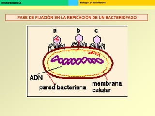 Biología. 2º BachilleratoMICROBIOLOGÍA
FASE DE FIJACIÓN EN LA REPICACIÓN DE UN BACTERIÓFAGO
 