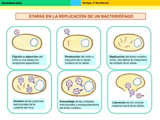 Biología. 2º BachilleratoMICROBIOLOGÍA
Fijación o adsorción del
virión a una célula con
receptores específicos.
Penetración del virión o
inyección de su ácido
nucleico en la célula.
Replicación del ácido nucleico
vírico, tras alterar la maquinaria
de síntesis de la célula.
Síntesis de las proteínas
estructurales de la
cubierta del virus.
Liberación de los viriones
maduros fuera de la célula.
Ensamblaje de las unidades
estructurales y empaquetamiento
del ácido nucleico.
ETAPAS EN LA REPLICACIÓN DE UN BACTERIÓFAGO
 