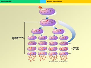 Biología. 2º BachilleratoMICROBIOLOGÍA
 