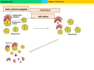 Biología. 2º BachilleratoMICROBIOLOGÍA
PRIONESbeta o lámina plegada
alfa hélice
 