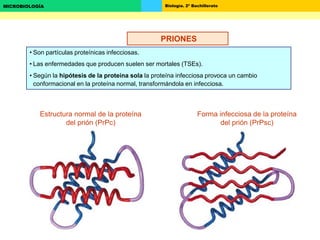 Biología. 2º BachilleratoMICROBIOLOGÍA
PRIONES
• Son partículas proteínicas infecciosas.
• Las enfermedades que producen suelen ser mortales (TSEs).
• Según la hipótesis de la proteína sola la proteína infecciosa provoca un cambio
conformacional en la proteína normal, transformándola en infecciosa.
Estructura normal de la proteína
del prión (PrPc)
Forma infecciosa de la proteína
del prión (PrPsc)
PRIONES
 