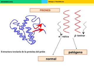 Biología. 2º BachilleratoMICROBIOLOGÍA
normal
patógenaEstructura terciaria de la proteína del prión
PRIONES
 