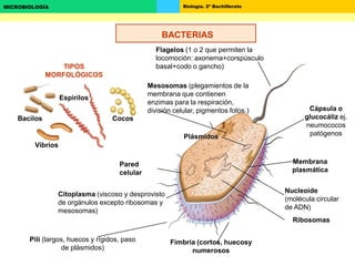 Biología. 2º BachilleratoMICROBIOLOGÍA
TIPOS
MORFOLÓGICOS
CocosBacilos
Espirilos
Vibrios
Flagelos (1 o 2 que permiten la
locomoción: axonema+corspúsculo
basal+codo o gancho)
Cápsula o
glucocáliz ej.
neumococos
patógenos
Membrana
plasmática
Mesosomas (plegamientos de la
membrana que contienen
enzimas para la respiración,
división celular, pigmentos fotos.)
Pared
celular
Citoplasma (viscoso y desprovisto
de orgánulos excepto ribosomas y
mesosomas)
Nucleoide
(molécula circular
de ADN)
Ribosomas
Fimbria (cortos, huecosy
numerosos
Pili (largos, huecos y rígidos, paso
de plásmidos)
BACTERIAS
Plásmidos
 