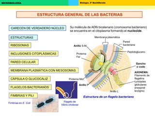 Biología. 2º BachilleratoMICROBIOLOGÍA
CARECEN DE VERDADERO NÚCLEO Su molécula de ADN bicatenario (cromosoma bacteriano)
se encuentra en el citoplasma formando el nucleoide.
RIBOSOMAS
INCLUSIONES CITOPLÁSMICAS
MEMBRANA PLASMÁTICA CON MESOSOMAS
PARED CELULAR
CÁPSULA O GLUCOCÁLIZ
FLAGELOS BACTERIANOS
ESTRUCTURAS
Estructura de un flagelo bacteriano
Membrana plasmática
Pared
bacteriana
Peptidoglucano
Proteína Mot
Anillo P
Anillo L
Proteína
Fei
Anillo S-M
AXONEMA:
Filamento de
flagelina
(unidades
globulares
enespiral
levógira)
Gancho
o codo
FIMBRIAS Y PILI
Fimbrias en E. Coli
Flagelo de
Vibrio cholerae
ESTRUCTURA GENERAL DE LAS BACTERIAS
 