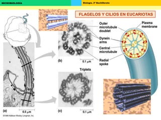 Biología. 2º BachilleratoMICROBIOLOGÍA
FLAGELOS Y CILIOS EN EUCARIOTAS
 