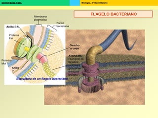 Biología. 2º BachilleratoMICROBIOLOGÍA
Estructura de un flagelo bacteriano
Membrana
plasmática
Pared
bacteriana
Proteína
Mot
Anillo
P
Proteína
Fei
Anillo S-M
AXONEMA:
Filamento de
flagelina
(unidades
globulares
enespiral
levógira)
Gancho
o codo
FLAGELO BACTERIANO
 
