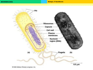 Biología. 2º BachilleratoMICROBIOLOGÍA
 