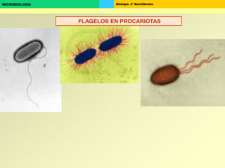 Biología. 2º BachilleratoMICROBIOLOGÍA
FLAGELOS EN PROCARIOTAS
 