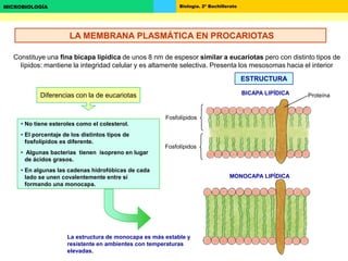 Biología. 2º BachilleratoMICROBIOLOGÍA
Constituye una fina bicapa lipídica de unos 8 nm de espesor similar a eucariotas pero con distinto tipos de
lípidos: mantiene la integridad celular y es altamente selectiva. Presenta los mesosomas hacia el interior
ESTRUCTURA
Proteína
Fosfolípidos
Fosfolípidos
• No tiene esteroles como el colesterol.
• El porcentaje de los distintos tipos de
fosfolípidos es diferente.
• Algunas bacterias tienen isopreno en lugar
de ácidos grasos.
• En algunas las cadenas hidrofóbicas de cada
lado se unen covalentemente entre sí
formando una monocapa.
Diferencias con la de eucariotas BICAPA LIPÍDICA
MONOCAPA LIPÍDICA
La estructura de monocapa es más estable y
resistente en ambientes con temperaturas
elevadas.
LA MEMBRANA PLASMÁTICA EN PROCARIOTAS
 
